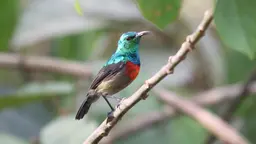 A sunbird