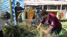 People gathering branches