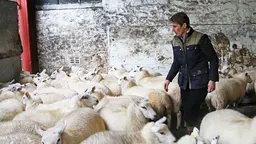 A woman farmer looks at her flock of sheep