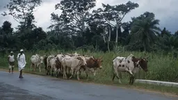 Cattle are driven down a road by nomads