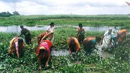 women working in the landscape