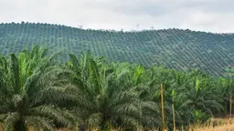 A plantation