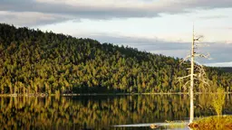 A large forest is reflected in the water in the foreground