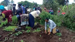 People planting trees