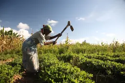 A woman using a hoe