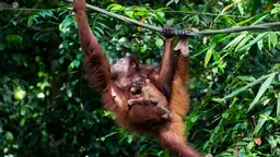 A baby orangutan clings to its mother as she hangs from a branch