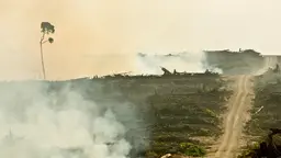 A trail through burned rainforest
