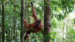 An orangutan swinging between trees
