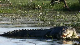 A saltwater crocodile