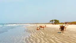 A beach with cows