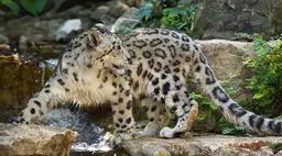 A snow leopard prowling on some rocks