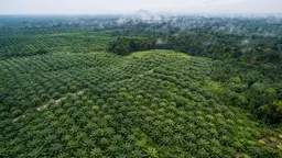 aerial view of an oil palm plantation