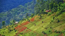 Cultivated fields and forests