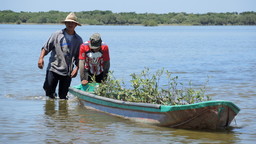 Two men pushing a boat filled with mangrove seedlings