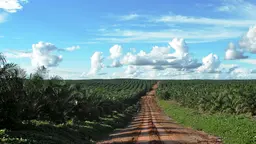 A road going into the distance splits two fields
