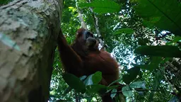An orangutan swinging between trees