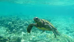 A sea turtle