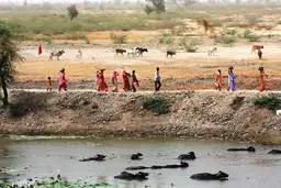 People walk along a river bank, with cattle in the water in front and fields behind