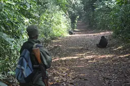 Man looks at two chimpanzees on a forest path