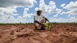 A farmer bends down to inspect his crops on a field.