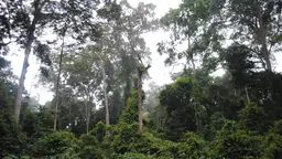The sky is visible through a forest