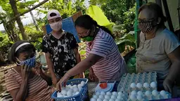 women distributing counting eggs
