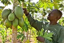 Man picking up fruits from a tree