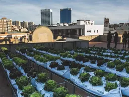 Rows of plants on a rooftop make up an urban garden.