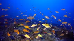 Shoal of fish.