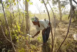 Woman cutting weeds in forest.