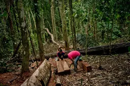 Man and woman cut a tree into planks.