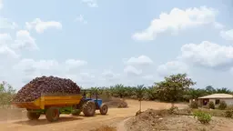 Forestry tractor carrying fruits from a field