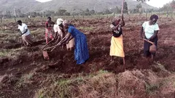 Women hoeing a field.