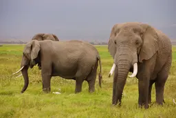 Two elephants.