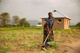 Woman tilling soil with a hoe.
