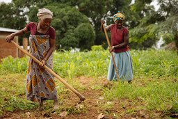 Women using hoes in a crop field in Kilosa, Tanzania.