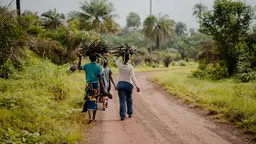 Three women walk down the side of a road carrying branches on their heads 