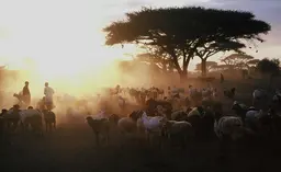 A herd of goats.