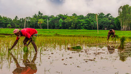 Two people planting rice.