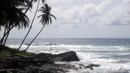Palm trees line a view of the coast