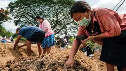 People planting vegetables and trees.