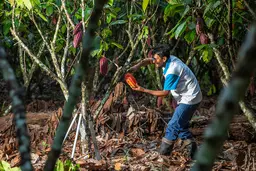 Man cutting a cacao fruit from the tree
