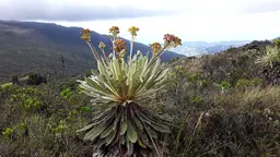 The landscape of the Santurbán páramo.