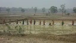 Indian women working a rice field