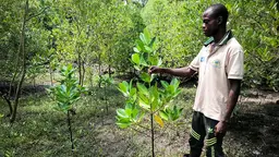 Man in a mangrove forest