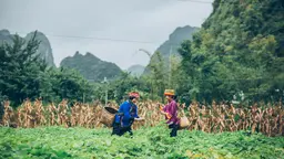 Two women harvest crops in a field