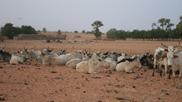 Cattle herds settle on village fields.