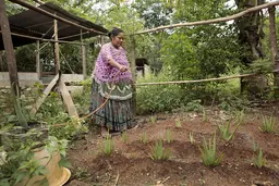 Woman waters aloe vera plants