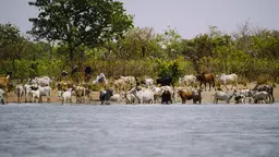 Cattle drinking water from a lake