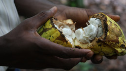 Close-up of a hand holding a broken raw cocoa fruit